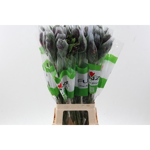 Alstr Velvet Queen Fu