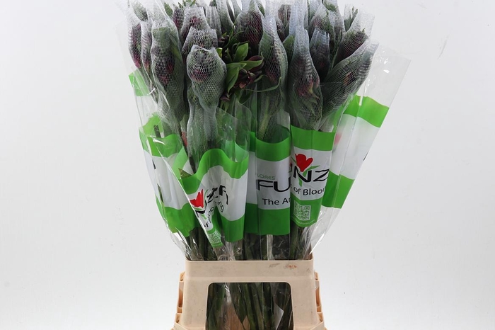 <h4>Alstr Velvet Queen Fu</h4>