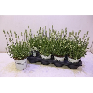 arr8 Lavan In Edelweiss