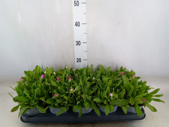 <h4>Dorotheanthus bellidiformis</h4>