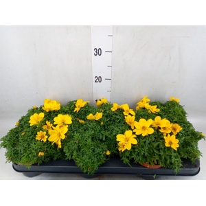 Bidens   ...