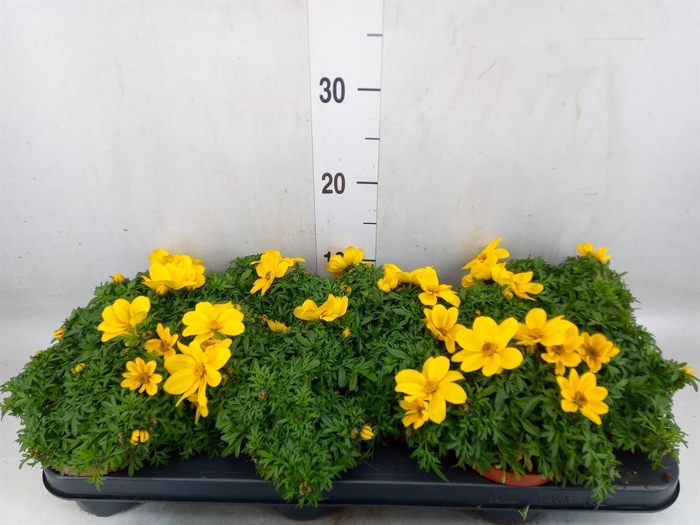 <h4>Bidens   ...</h4>