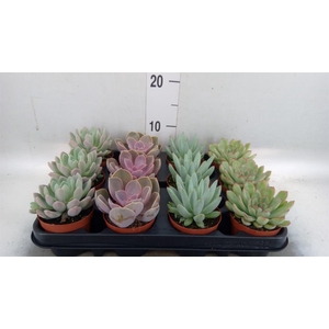 ECHEVERIA   ...MIX