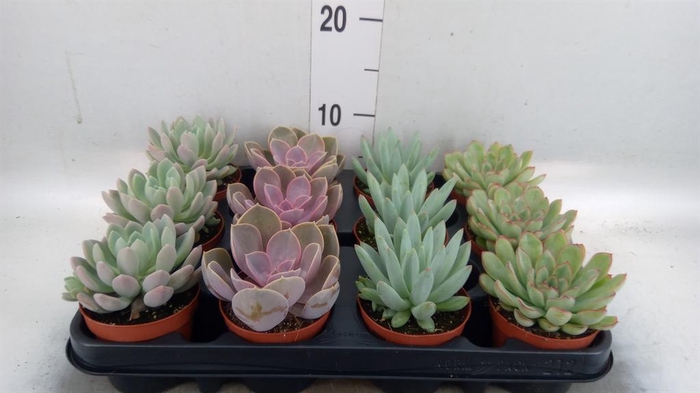 <h4>ECHEVERIA   ...MIX</h4>