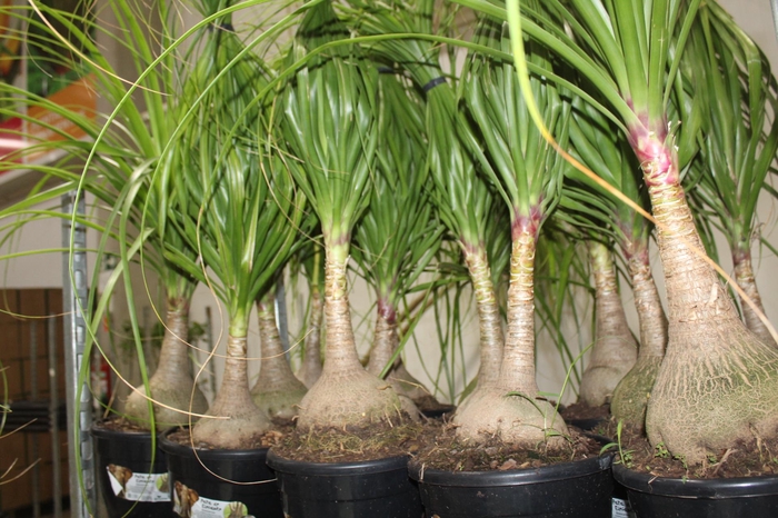 <h4>BEAUCARNEA P24</h4>