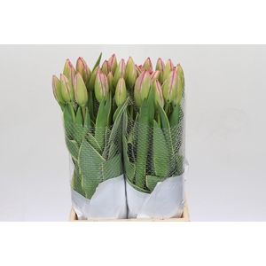 Tulipa (frans) En Design Impression
