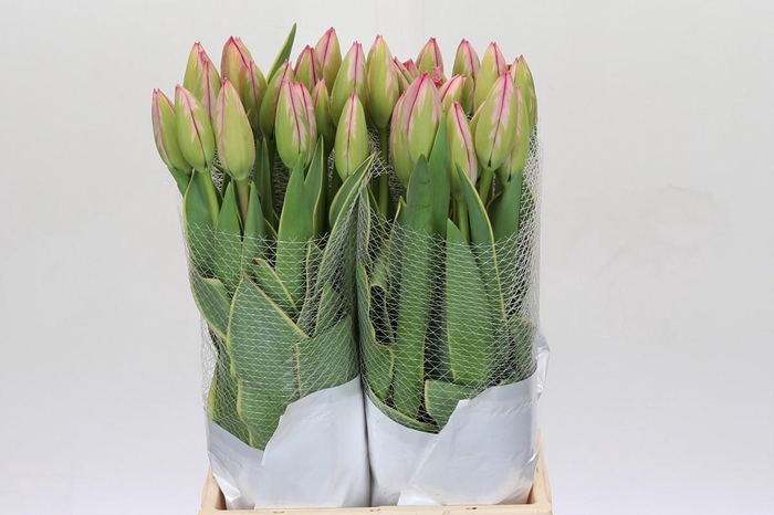 <h4>Tulipa en Design Impression</h4>