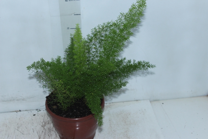 <h4>ASPARGO REAL P19</h4>