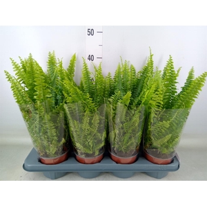 Nephrolepis exal. 'Green Lady'