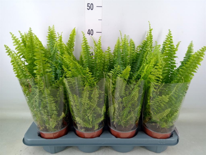 <h4>Nephrolepis exal. 'Green Lady'</h4>