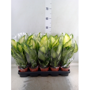 Dieffenbachia  'Camilla'