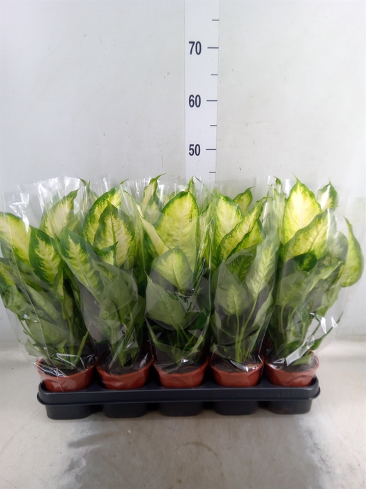 <h4>Dieffenbachia  'Camilla'</h4>