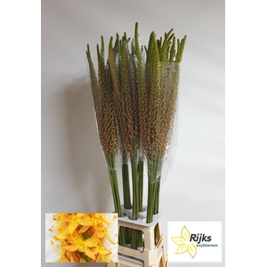 EREMURUS RUMBA
