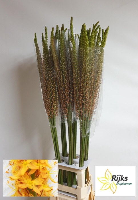 <h4>EREMURUS RUMBA</h4>