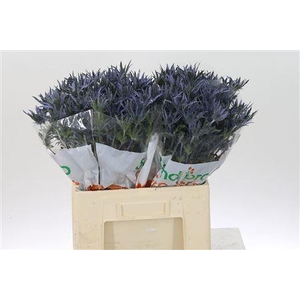 Eryn Pac Blue Stripe