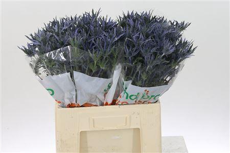 <h4>Eryn Pac Blue Stripe</h4>