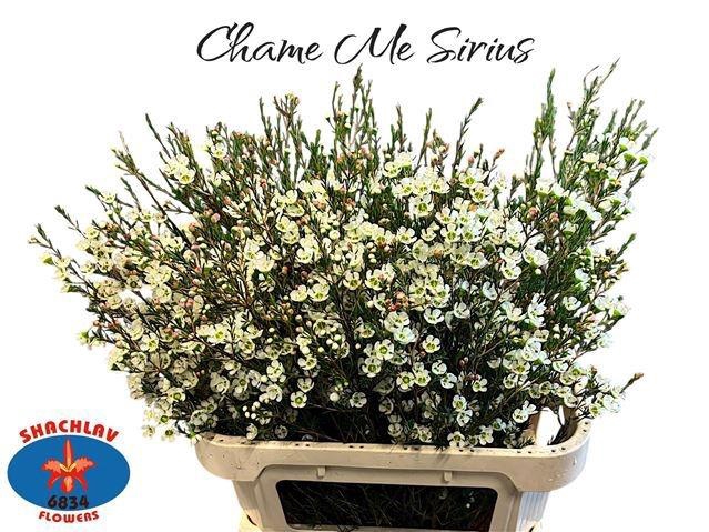 <h4>CHAME ME SIRIUS</h4>