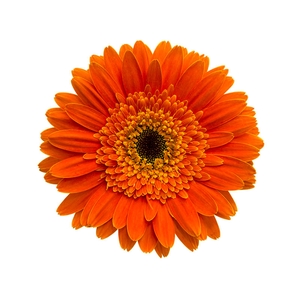 GERB DUNE > 10 050 CM DIAM MIN 10 CM LARANJA