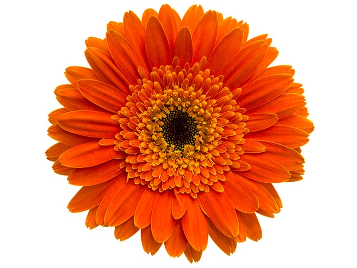 <h4>GERB DUNE > 10 050 CM DIAM MIN 10 CM LARANJA</h4>