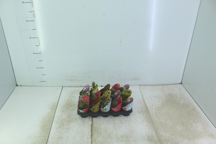 <h4>CACTUS MINI P06</h4>