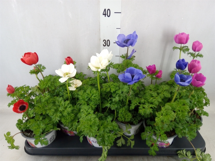 <h4>Anemone cor. 'Harmony'   ..mix</h4>