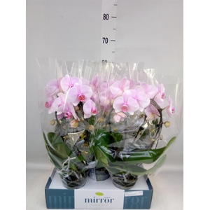 Phalaenopsis   ...rose