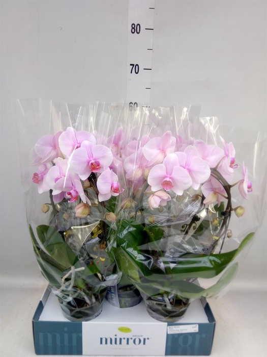 <h4>Phalaenopsis   ...rose</h4>