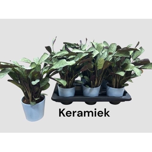 Ctenanthe burle-marxii Amagris 12Ø 40cm