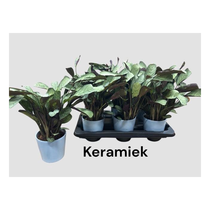 <h4>Ctenanthe burle-marxii Amagris 12Ø 40cm</h4>