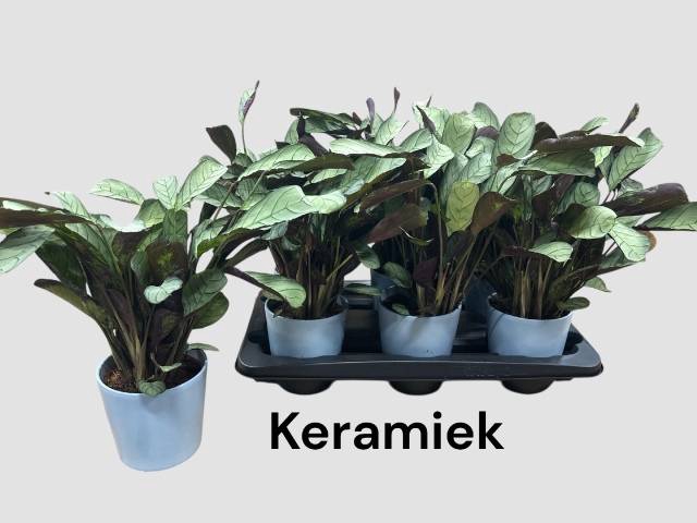 Ctenanthe burle-marxii Amagris 12Ø 40cm