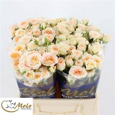 <h4>R Tr Rosanella</h4>