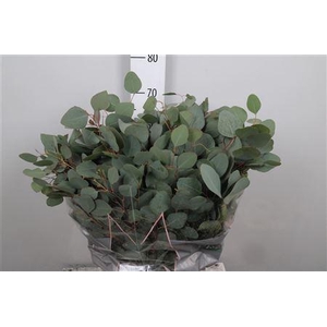 Euc Populus Blad Per Bunch 150 Gram