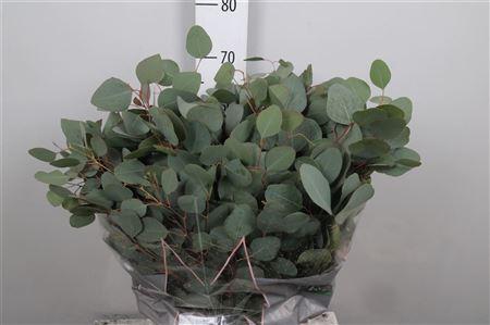 <h4>Euc Populus Blad Per Bunch 150 Gram</h4>