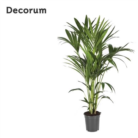 <h4>Howea Forsteriana 120cm (kentia)</h4>