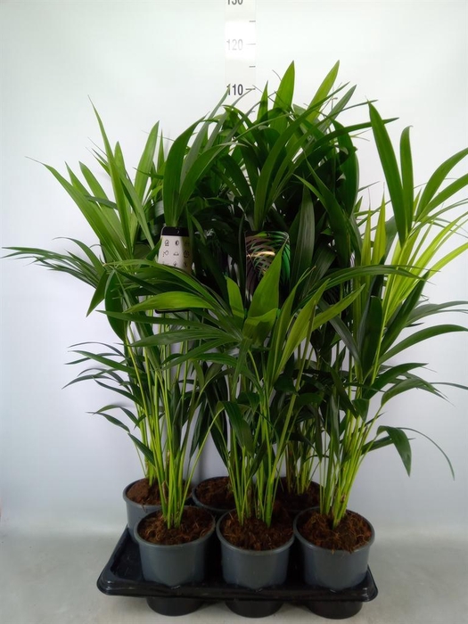 <h4>Howea forsteriana</h4>