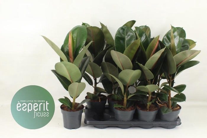 <h4>FIC EL ROBUSTA</h4>