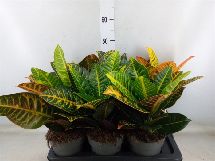 <h4>Codiaeum var. GR 'Petra'</h4>