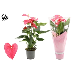 Anthurium 17 cm Maine in Couture sleeve