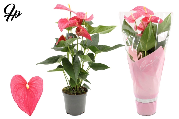 <h4>Anthurium 17 cm Maine in Couture sleeve</h4>