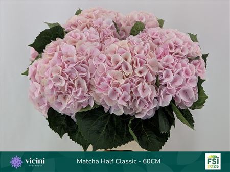 <h4>Hydr Cl M My Matcha</h4>