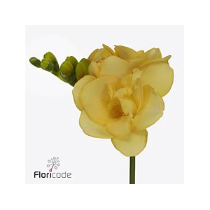 Freesia do marseille