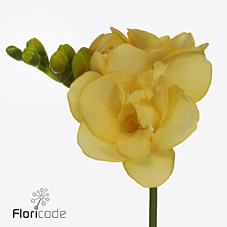 <h4>Freesia do marseille</h4>