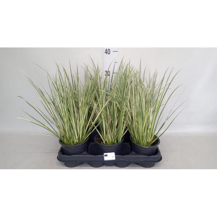 <h4>Acorus gramineus 'Aureovariegatus'</h4>