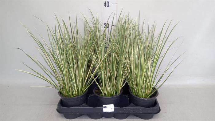 <h4>Acorus gramineus 'Aureovariegatus'</h4>