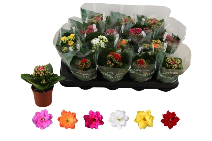 <h4>KAL GE RO GEM 6 KL</h4>