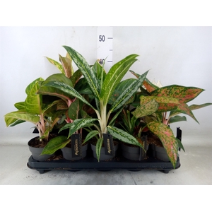 Aglaonema   ...