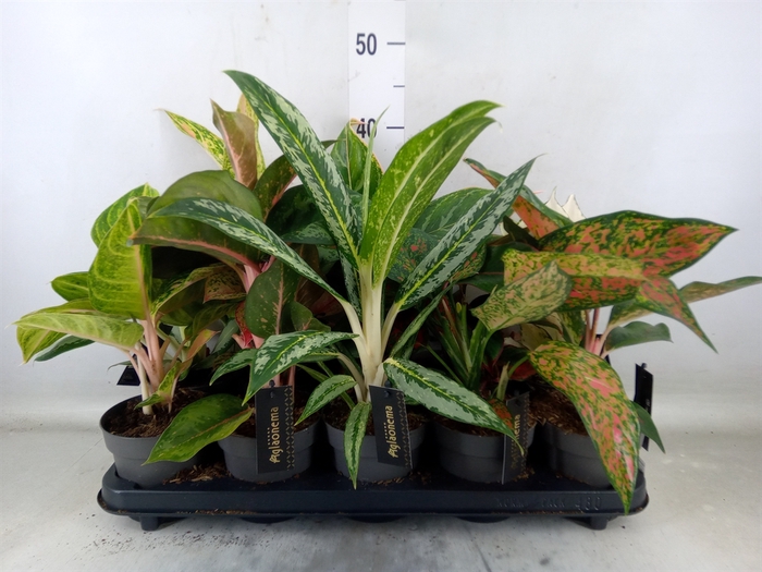 <h4>Aglaonema   ...</h4>