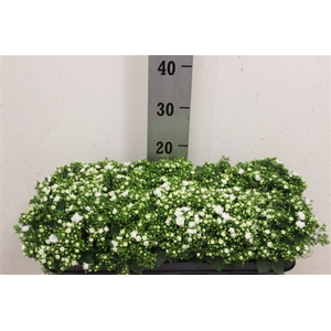Campanula White Like Mee