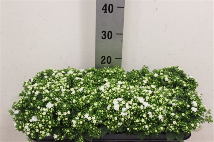 <h4>Campanula White Like Mee</h4>