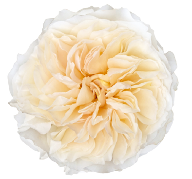 <h4>R Gr David Austin Eugenie Cream 40cm CO</h4>